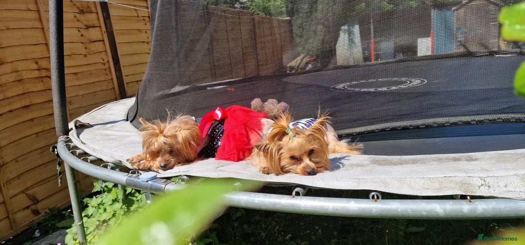 Yorkshire Terrier dogs for sale: Adult York Terrier for sale  - Image 7