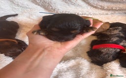 Irish Doodle dogs for sale: 🐾 F1 Beautiful Miniature Irish Doodle Puppies 🐾  - Image 5