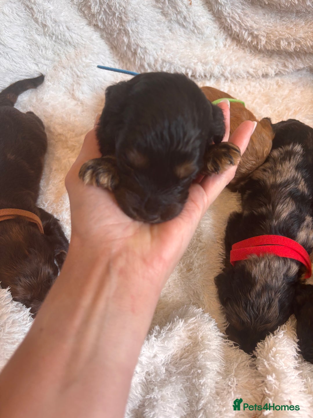 Irish Doodle dogs for sale: 🐾 F1 Beautiful Miniature Irish Doodle Puppies 🐾  - Image 5