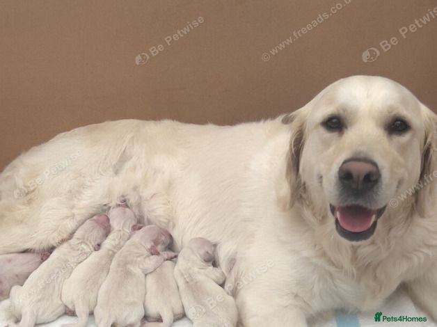 Golden Retriever dogs 6 golden retriever puppies ready for a new home - Advert 1