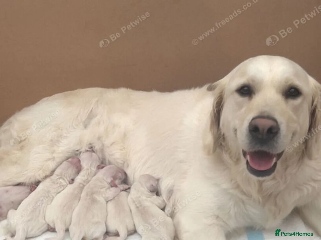 Golden Retriever dogs for sale: 6 golden retriever puppies ready for a new home - Advert 1