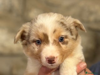 Border Collie dogs - Advert 6