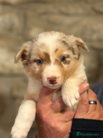 Border Collie dogs - Advert 1