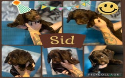 Sprocker dogs for sale: Sprocker puppies - Image 1