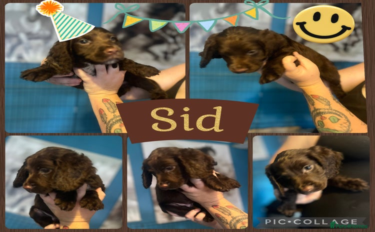 Sprocker dogs - Advert 1