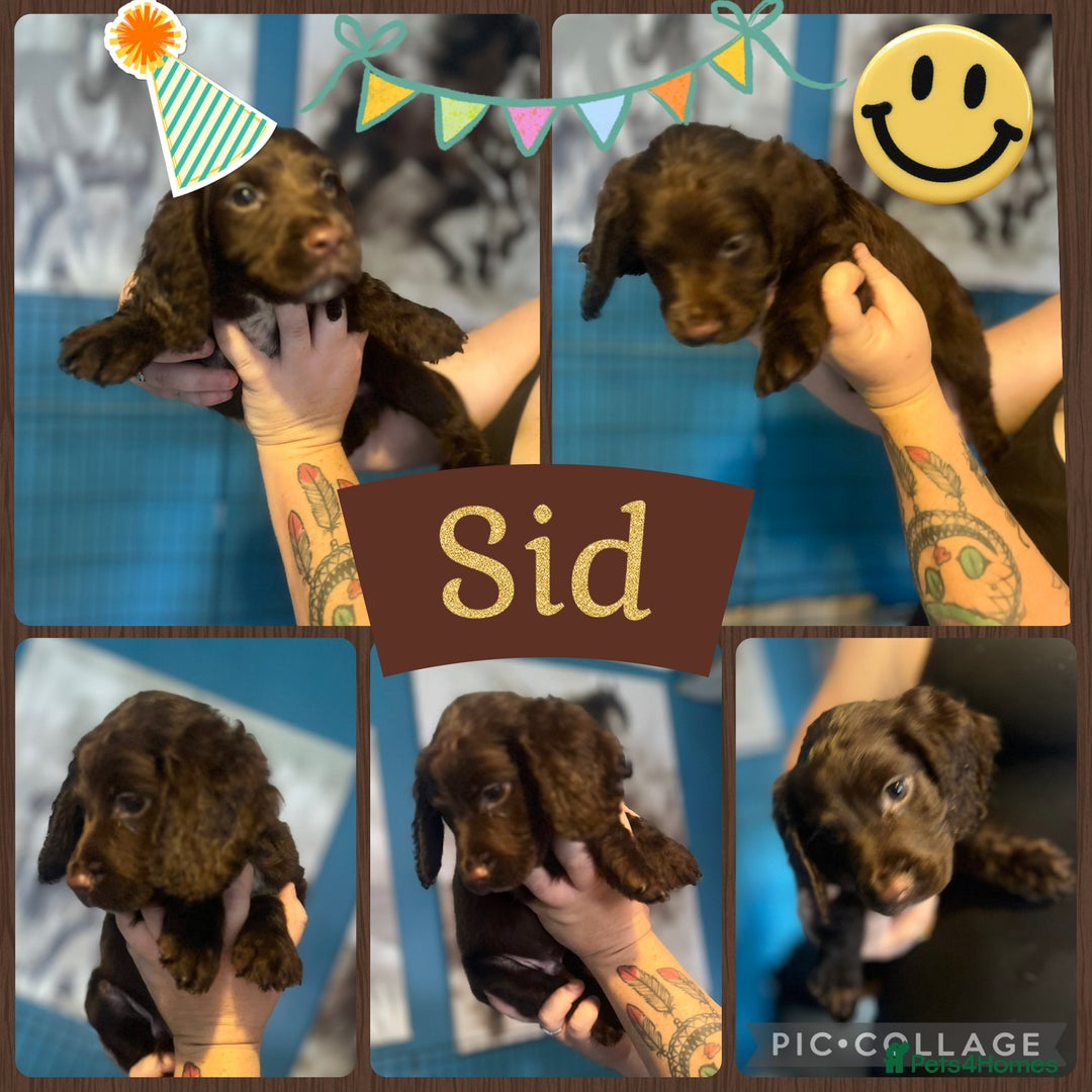 Sprocker dogs for sale: Sprocker puppies - Image 1