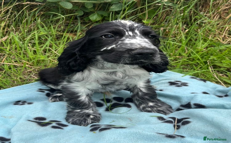 Cocker Spaniel dogs - Advert 3