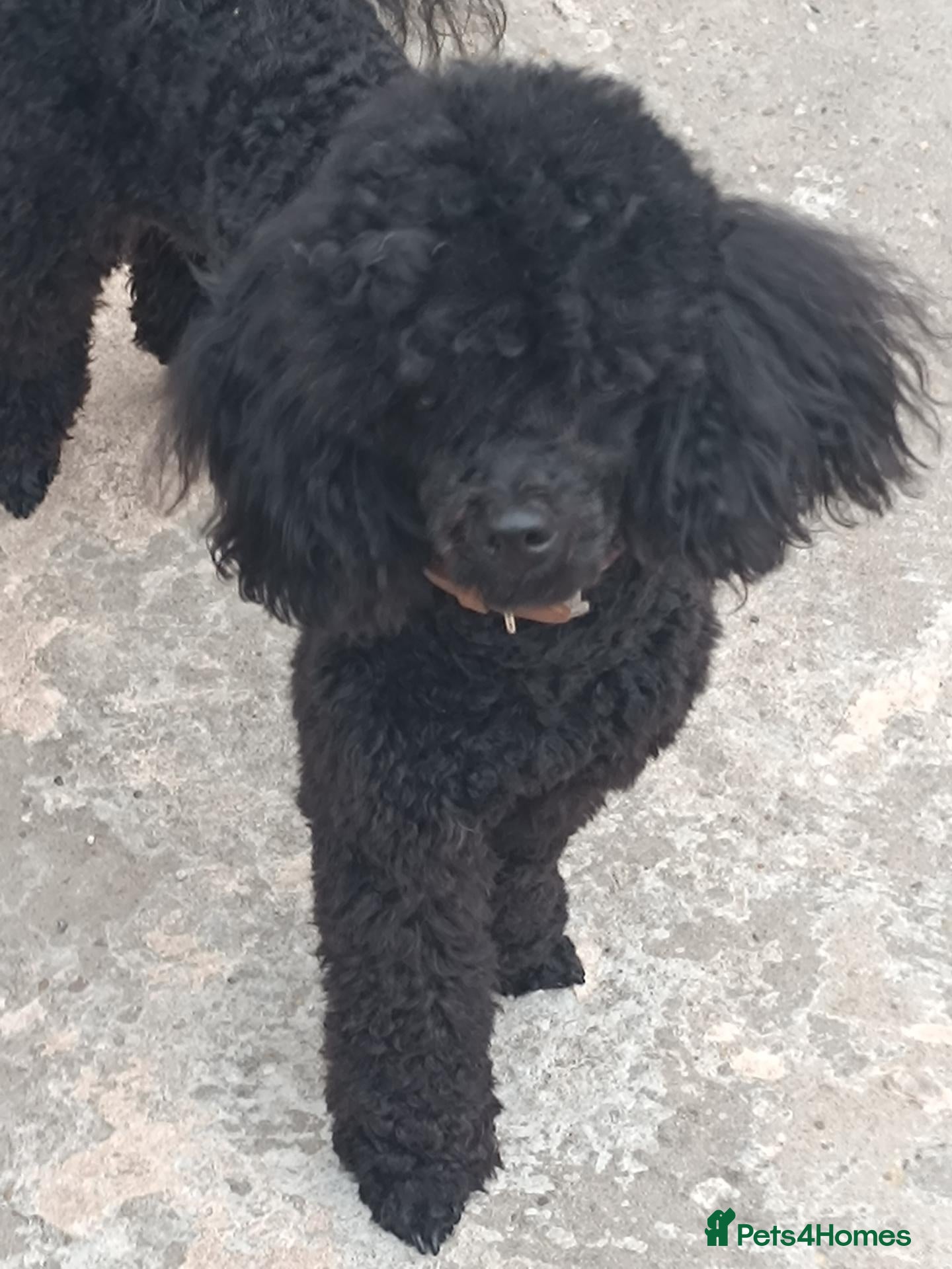 Toy Poodle dogs Toy poodle puppies looking for forever homes - Advert 1