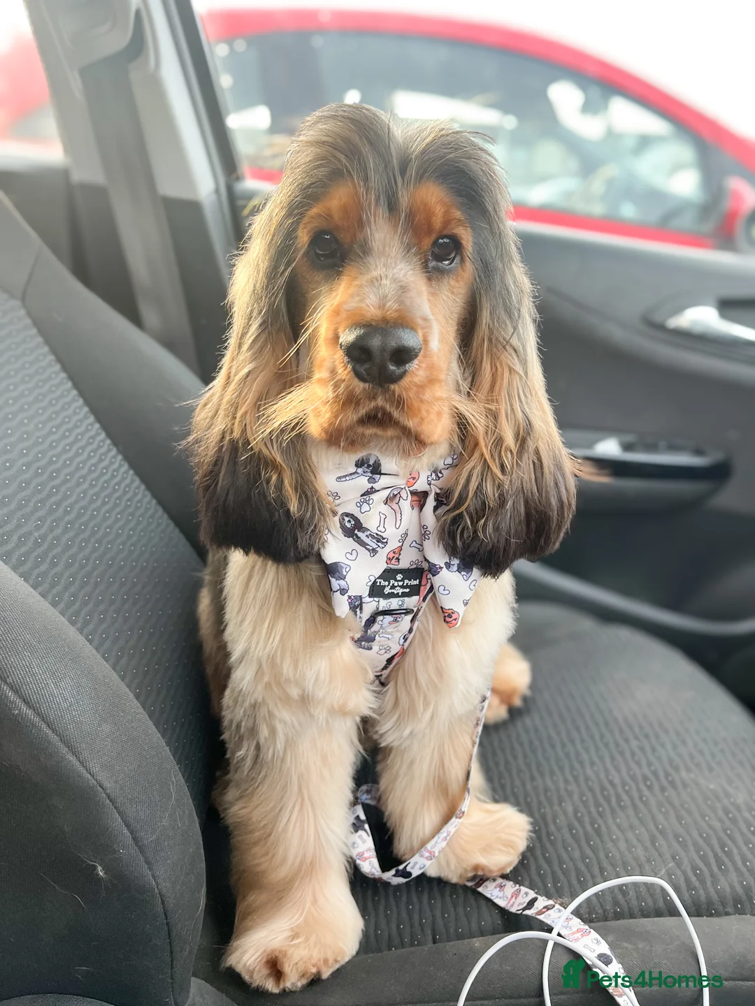 Cocker Spaniel dogs for stud: MALE COCKER SPANIEL STUD in Southend-on-Sea - Advert 4