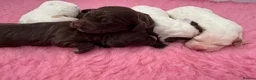 Cocker Spaniel dogs for sale: WCS Puppies from health tested KC Parents  - Advert 20