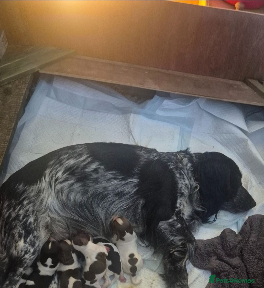 Sprocker dogs 3x boys Sprocker Pups - Advert 2