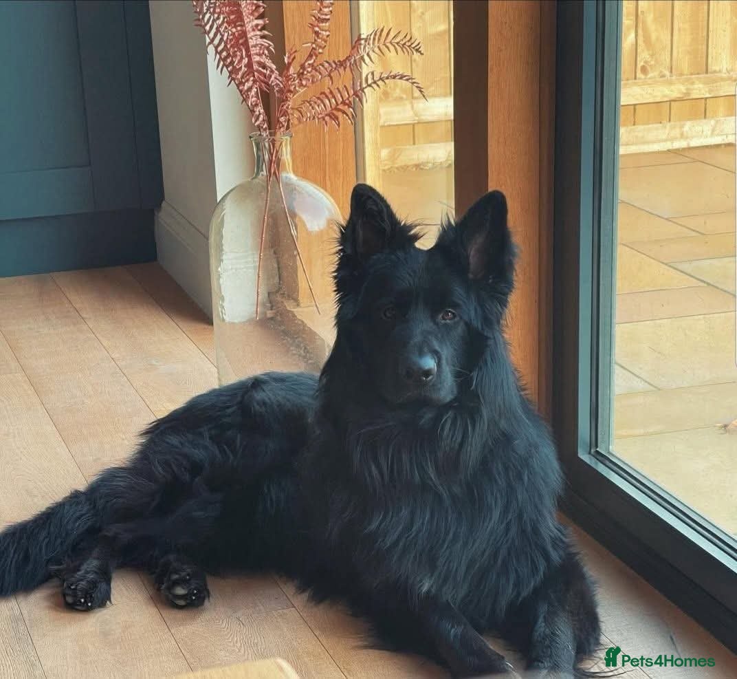German Shepherd dogs ( Kc ) Handsome Boy with a Unique pedigree  - Advert 1