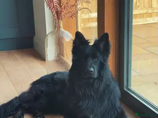 German Shepherd dogs ( Kc ) Handsome Boy with a Unique pedigree - Advert 1
