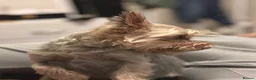 Yorkshire Terrier dogs for sale: Adorable Yorkshire Terrier Puppies ❤️ - Advert 5