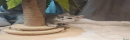 British Shorthair cats for sale: Blue golden, lilac gold, cinnamon bi colour  - Advert 19