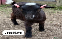 Goats livestock for sale: Pygmy Goat Nanny Kids - Image 2