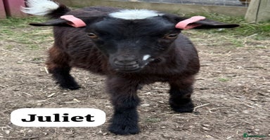 Goats livestock - Advert 6