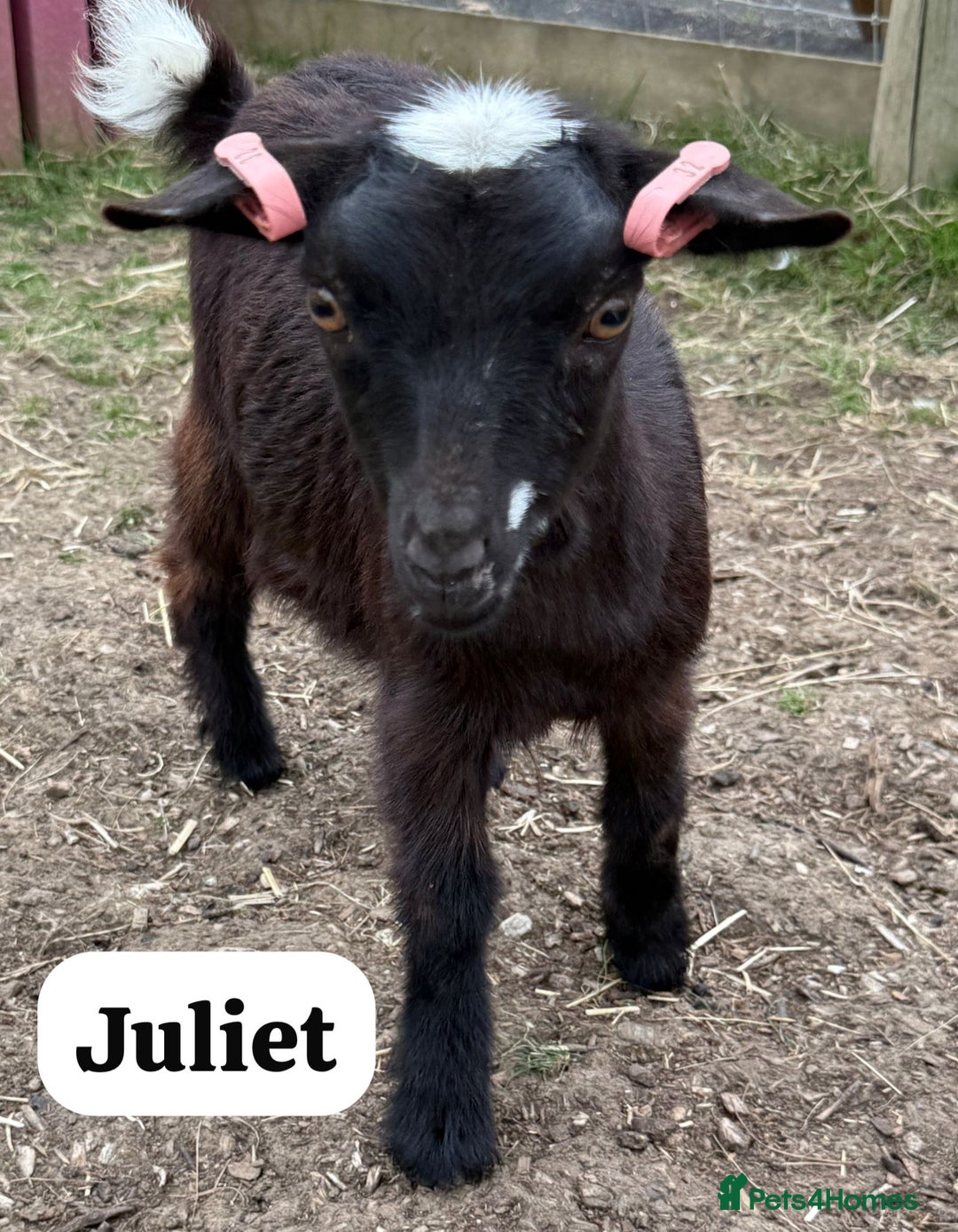 Goats livestock for sale: Pygmy Goat Nanny Kids - Image 2