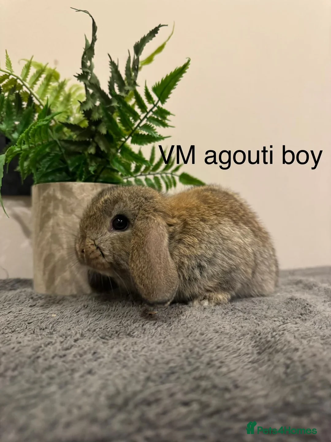 Mini Lop rabbits for sale: Stunning Mini Lops, Ready To Reserve - Advert 6