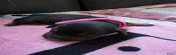 Dachshund dogs for sale: Miniature dachshund puppies  - Advert 4