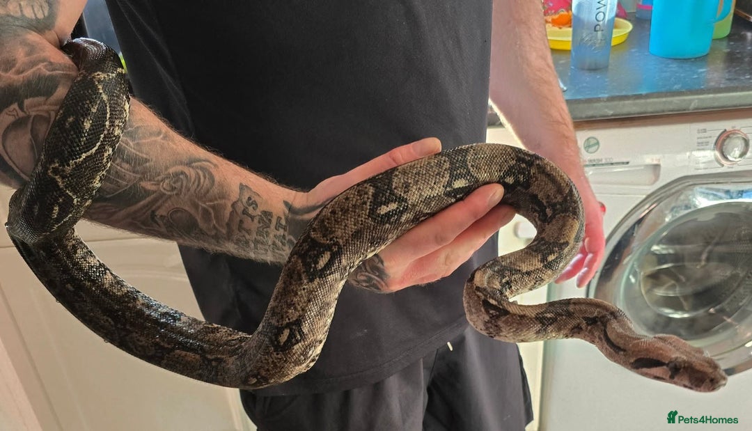 Boa Snake reptiles for sale: Crawl cay dwarf boas - Image 2