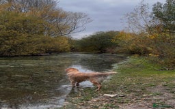 Golden Retriever dogs for sale: KC Pedigree Golden Retriever Female Adult - Image 5