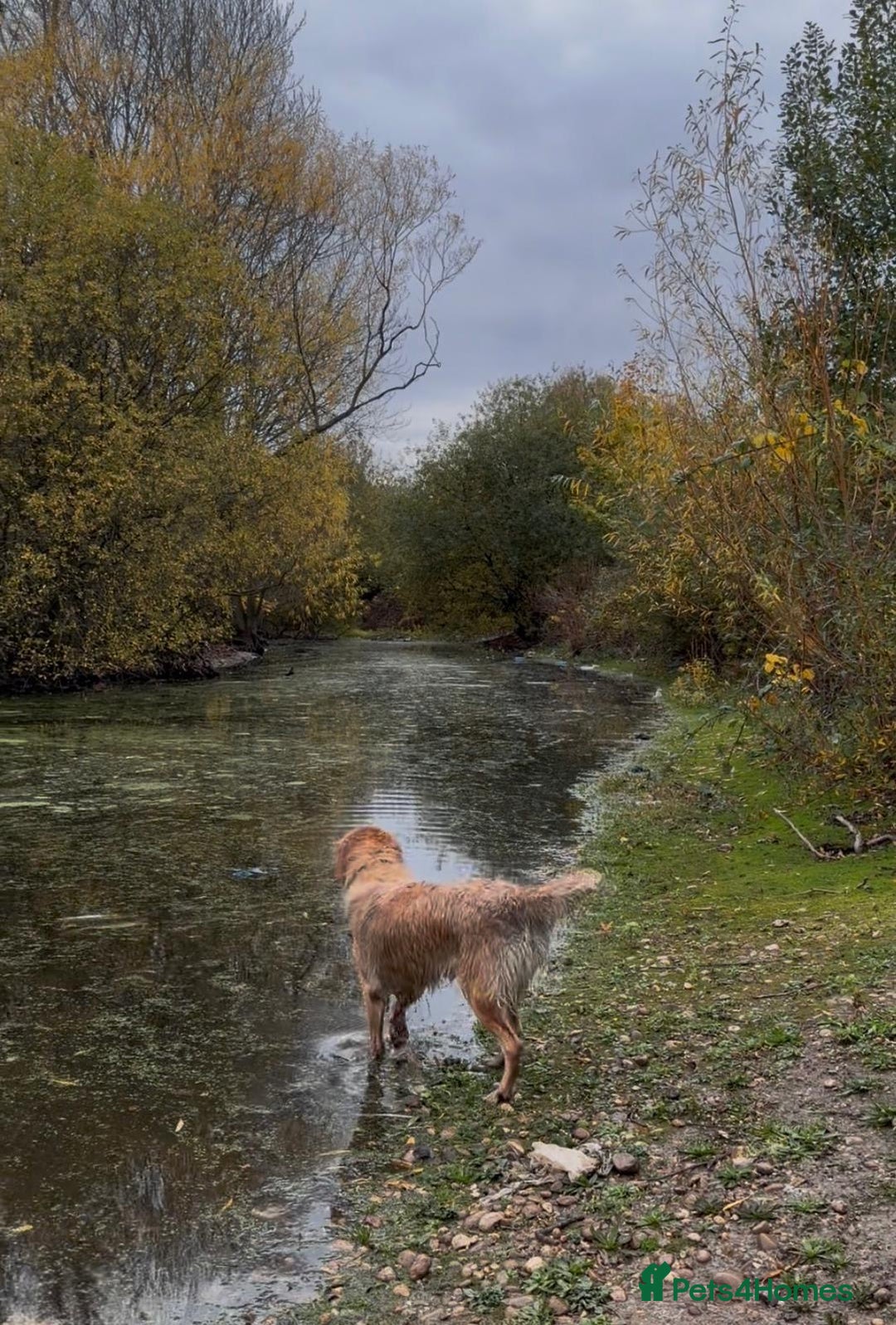 Golden Retriever dogs for sale: KC Pedigree Golden Retriever Female Adult - Image 5