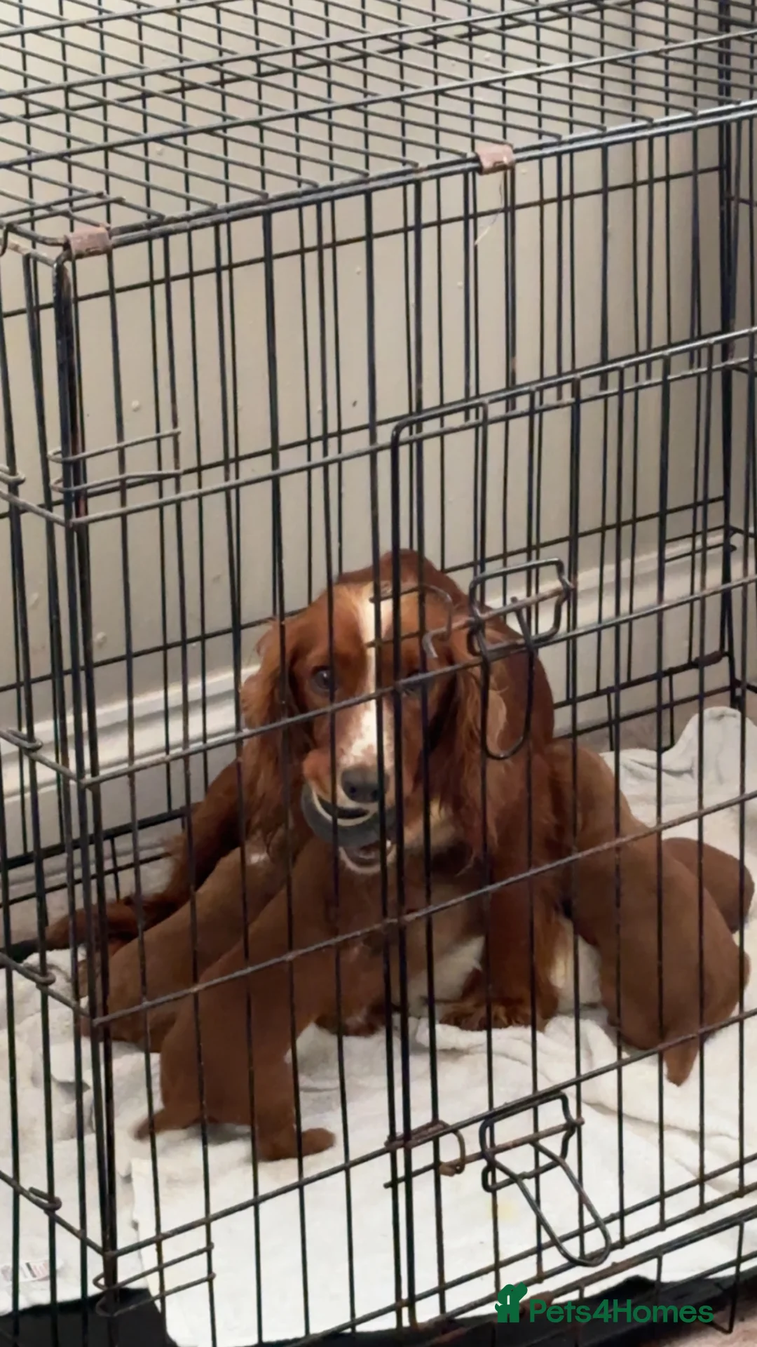 Cocker Spaniel dogs for sale: Cocker spaniel puppies  - Advert 2