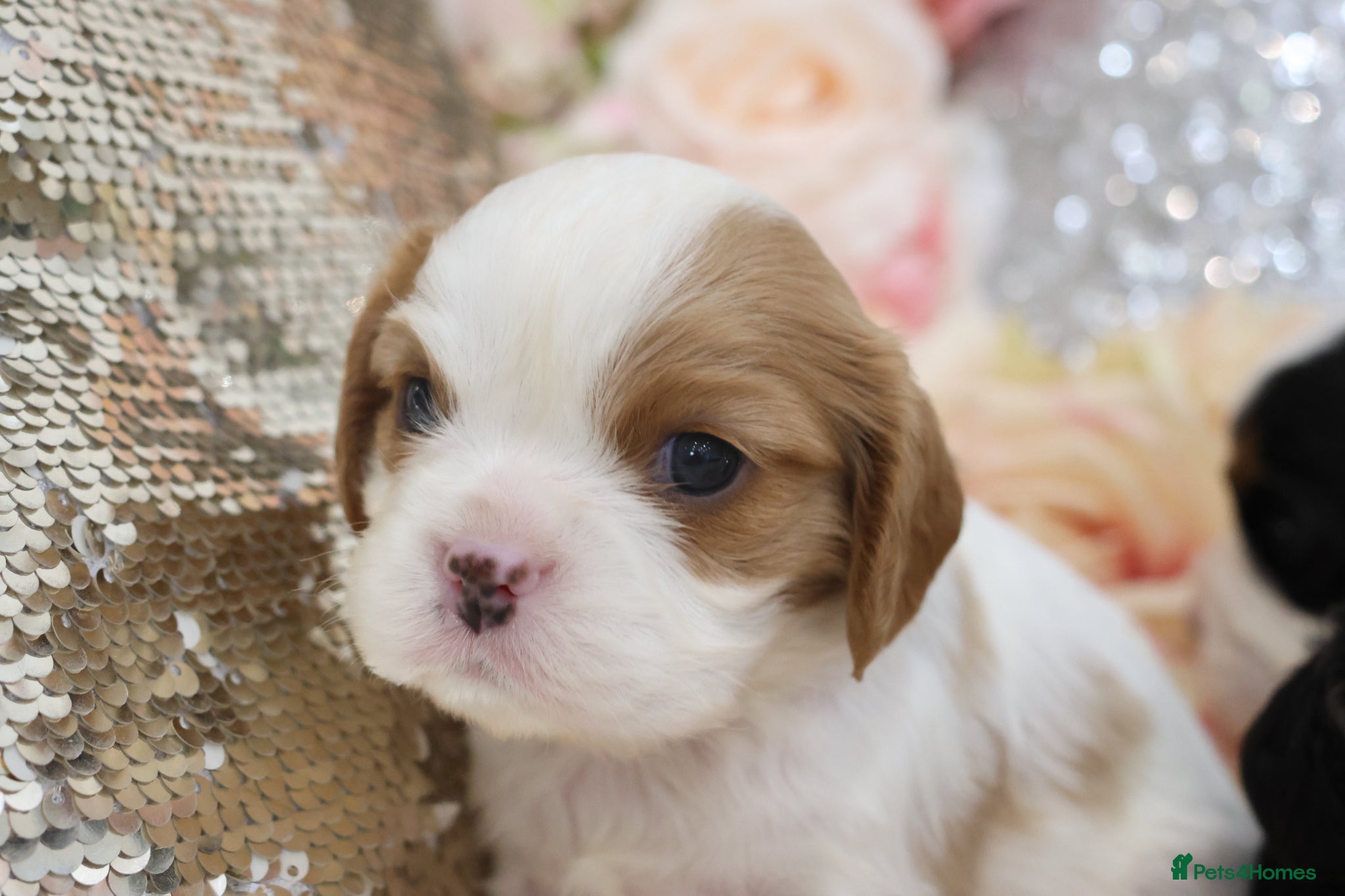 Cavalier King Charles Spaniel dogs HEALTH TESTED KC Cavalier King Charles Spaniels - Advert 4