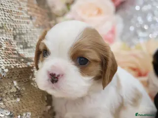 Cavalier King Charles Spaniel dogs HEALTH TESTED KC Cavalier King Charles Spaniels - Advert 4