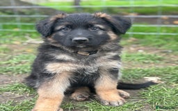 German Shepherd dogs for sale: German shepherd puppy  - Image 2