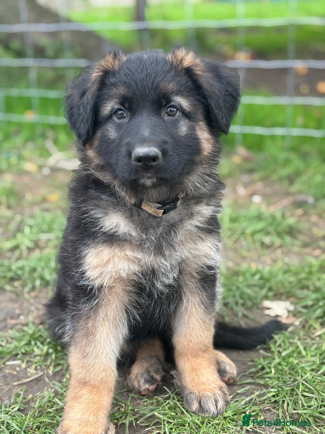 German Shepherd dogs for sale: German shepherd puppy  - Image 2