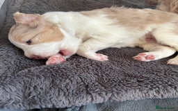 Border Collie dogs for sale: Only one girl left. - Image 10