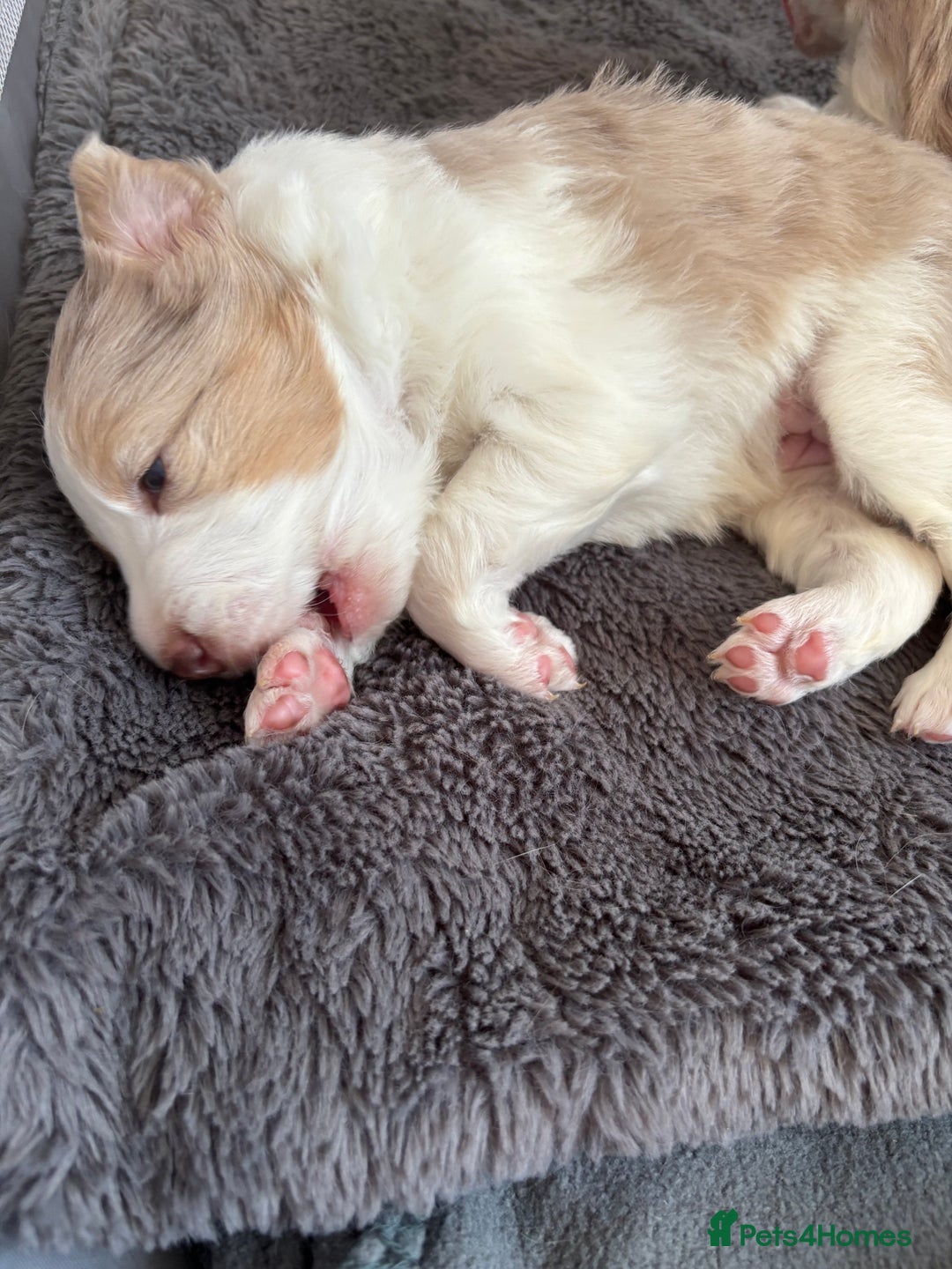 Border Collie dogs for sale: Only one girl left. - Image 10