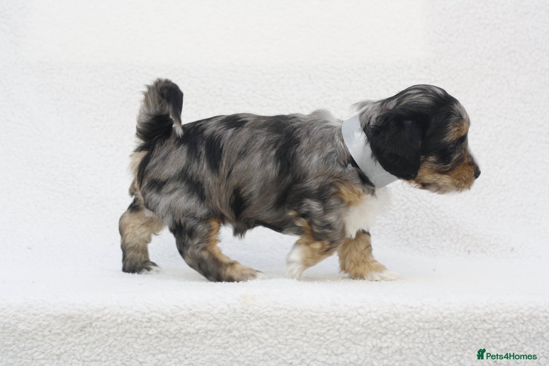 Mixed Breed dogs for sale: Havatoodle Pups - Image 12
