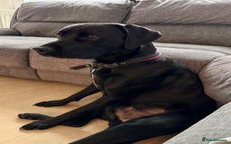 Labrador Retriever dogs for sale: ❤️❤️beautiful Labrador Pups ❤️❤️🔥 - Image 3