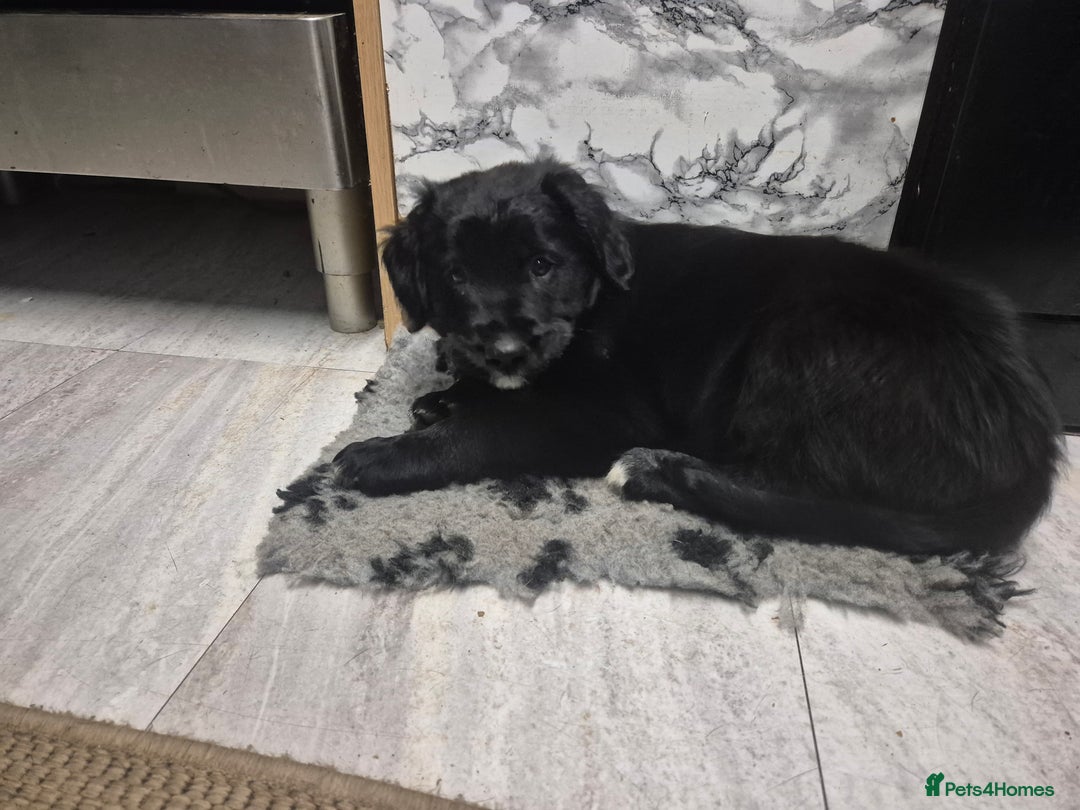 Border Collie dogs for sale: 🏡 Smart, Sweet Border/hunterway x Pup Await You!" - Advert 20