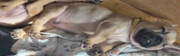 French Bulldog dogs for sale: French bulldog puppies. - Advert 3