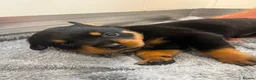 Rottweiler dogs for sale: KC Registered Rottweiler Puppies - Advert 2