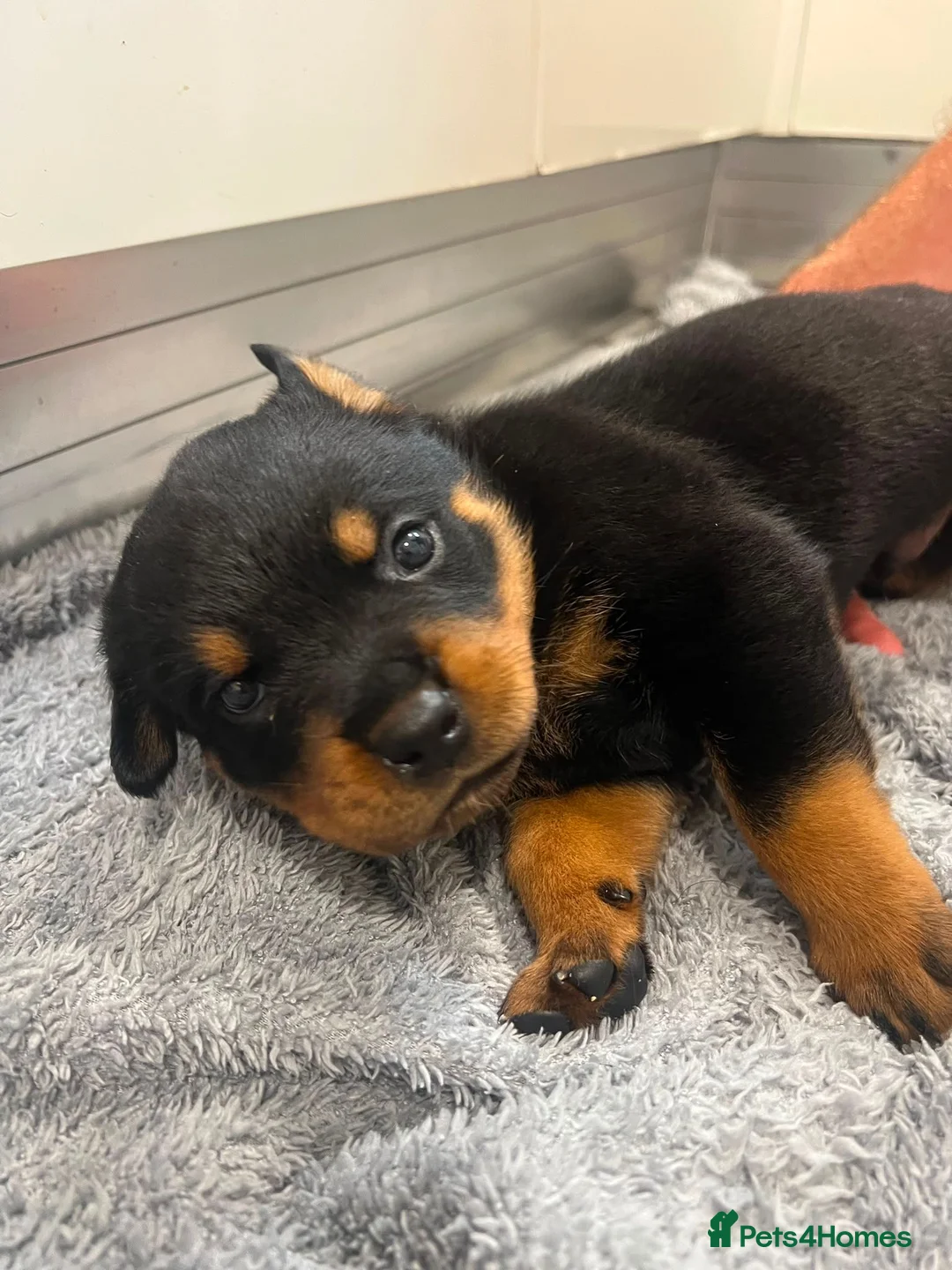 Rottweiler dogs for sale: KC Registered Rottweiler Puppies - Advert 2