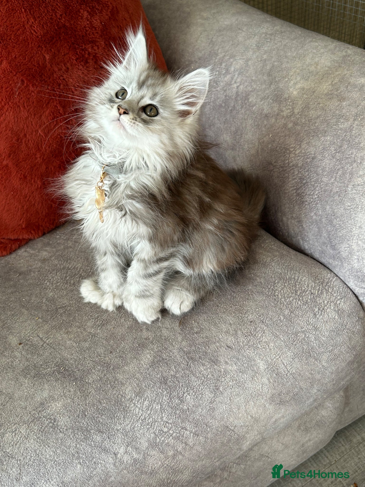 Maine Coon cats Polydactyl Mainecoon kitten healthy happy babies - Advert 2