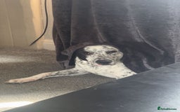 Mixed Breed dogs for sale: Dalmation heeler 9 months old - Image 3
