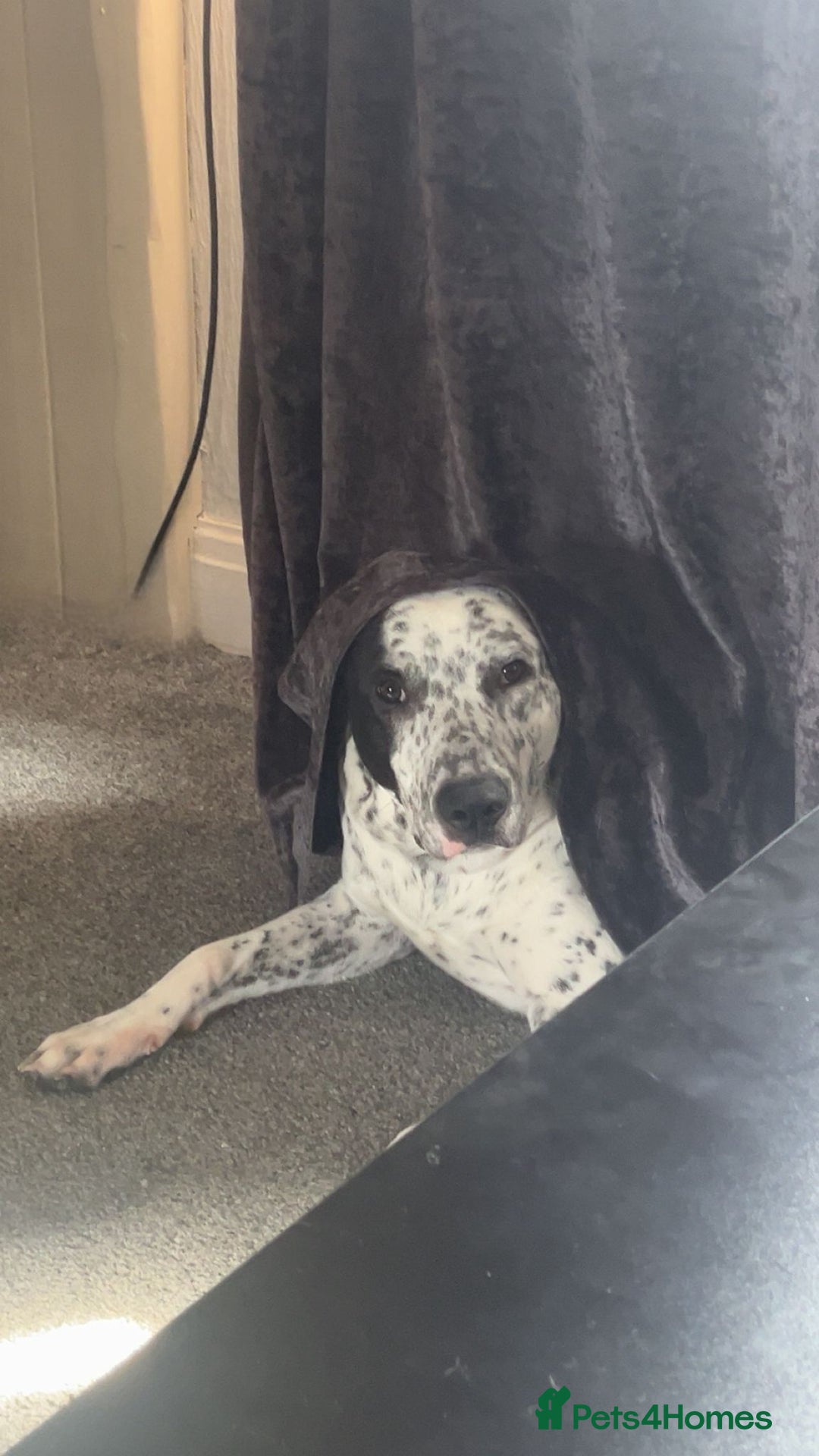 Mixed Breed dogs for sale: Dalmation heeler 9 months old - Image 3
