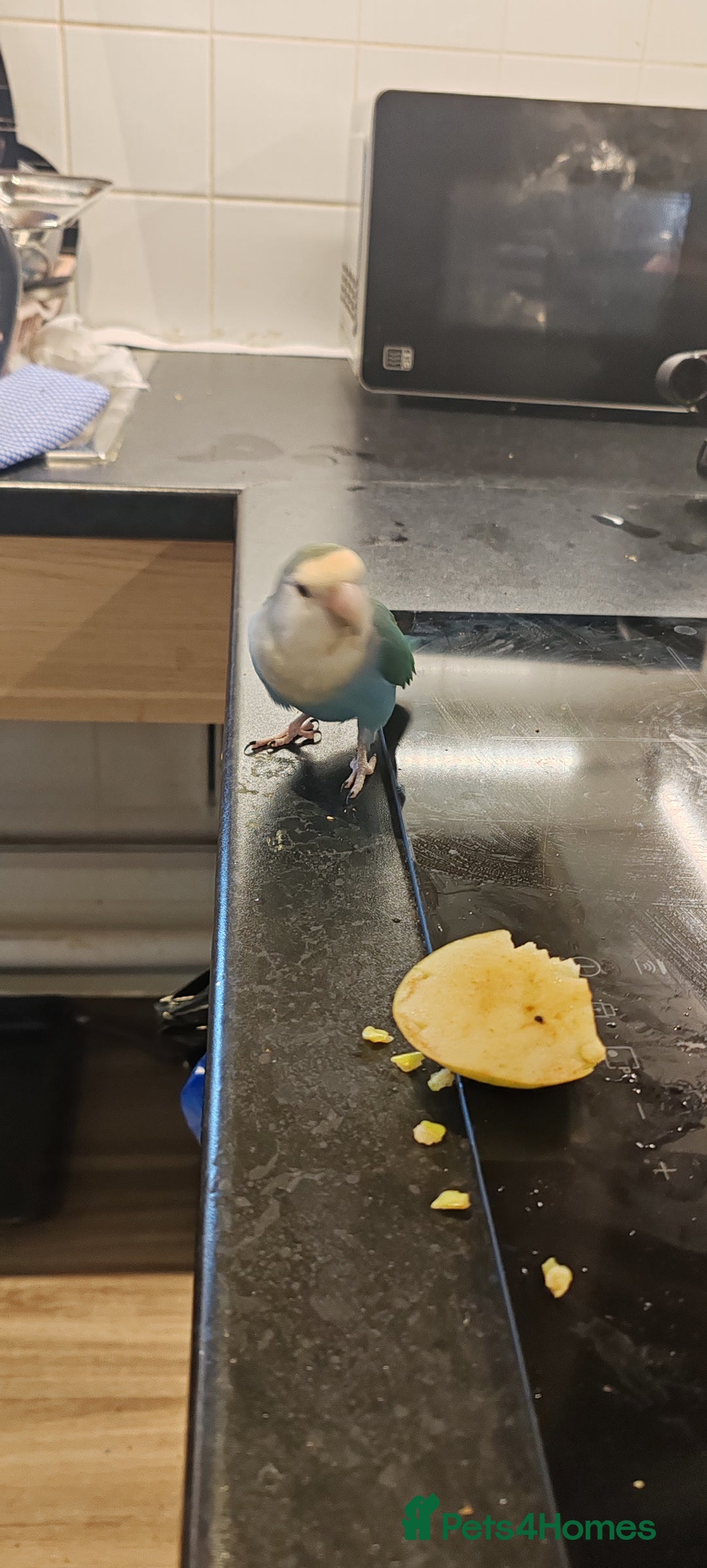 Lovebirds birds for sale: Semi Tamed Love Bird Needs New Home - Image 1