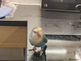 Lovebirds birds - Advert 1