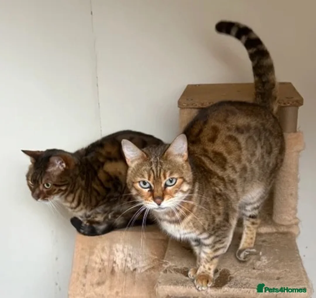 Bengal cats for sale: Adorable adult Bengal Pair - Advert 2