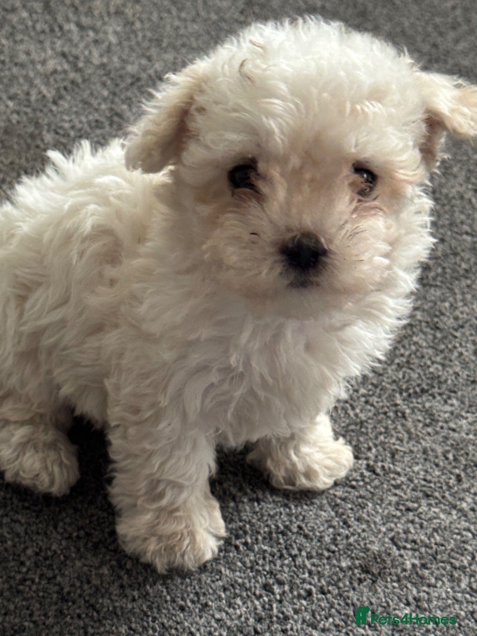Maltese dogs Adorable Maltese Puppies Ready for Loving Homes 🐶 - Advert 3