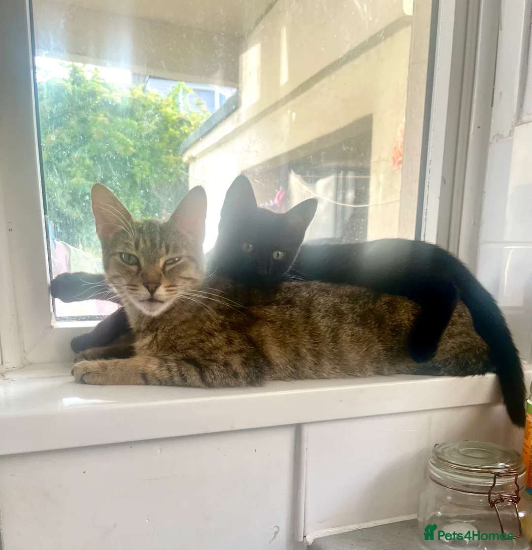Mixed Breed cats for sale: Black shorthaired female kitten  - Advert 2