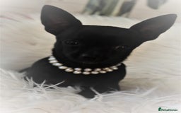 Chihuahua dogs for sale: Best quality Pedigree Puppies KC  - Image 15