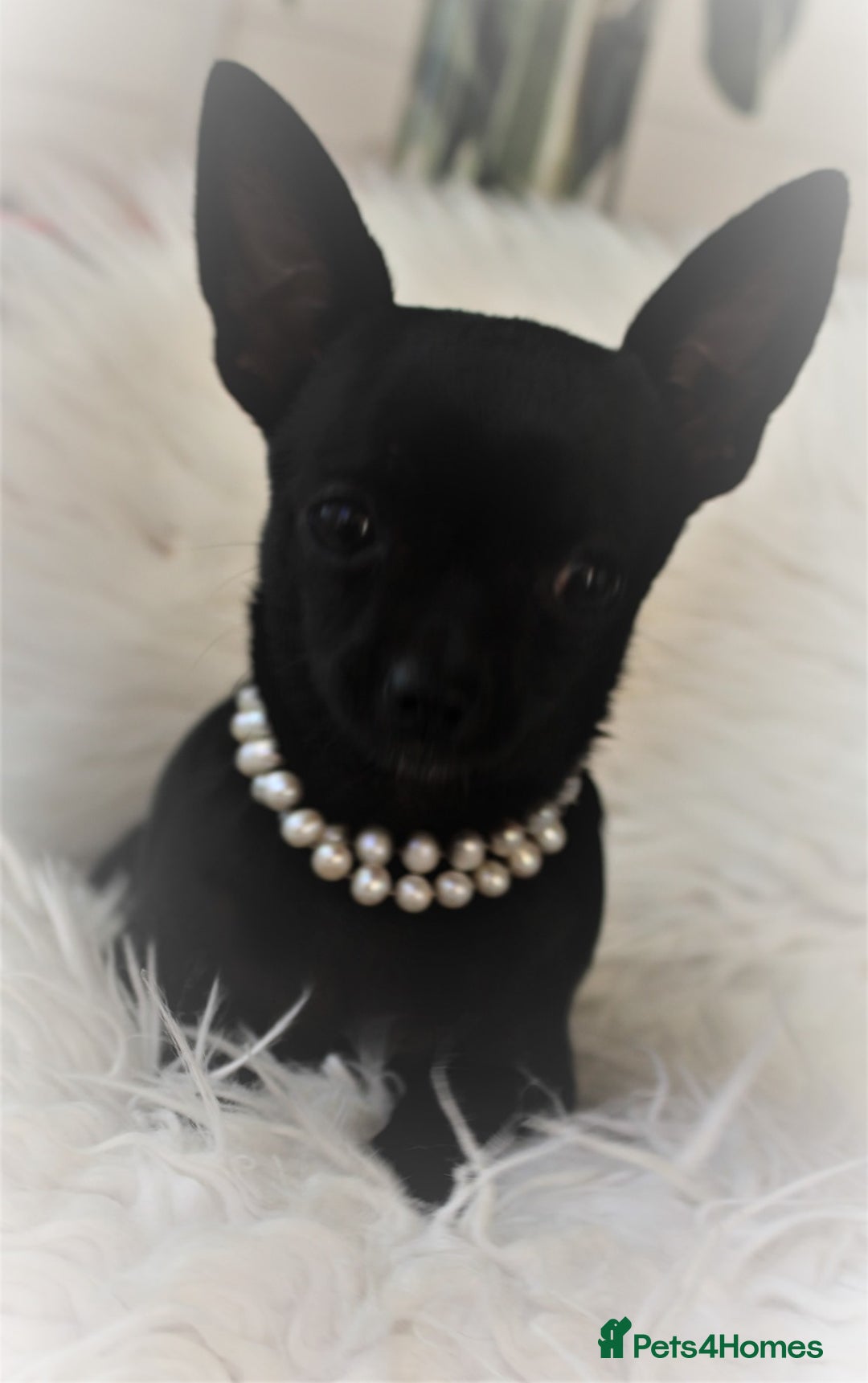 Chihuahua dogs for sale: Best quality Pedigree Puppies KC  - Image 15